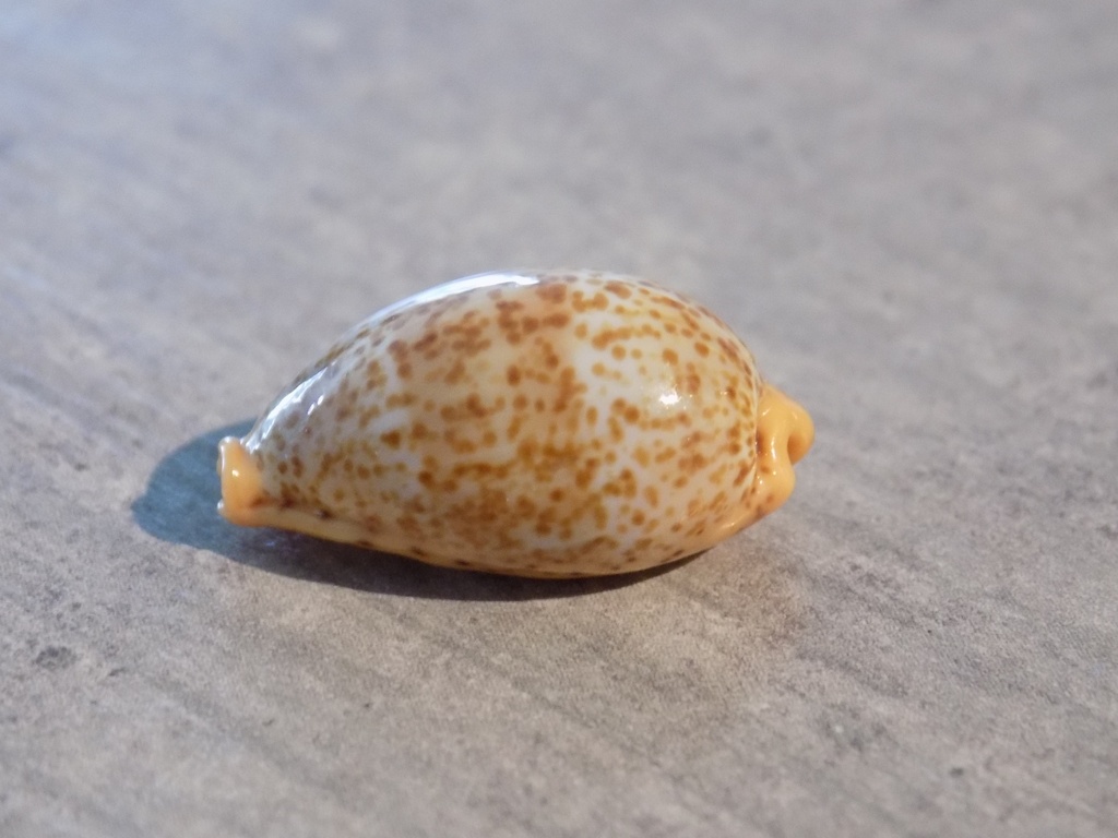 CYPRAEA PALMADUSTA LUTEA