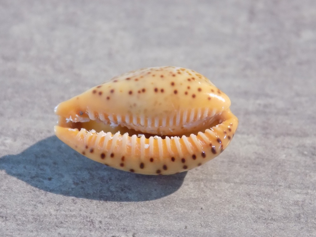 CYPRAEA PALMADUSTA LUTEA