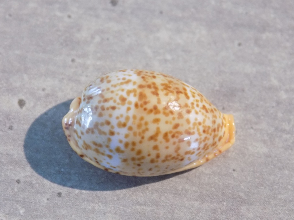 CYPRAEA PALMADUSTA LUTEA