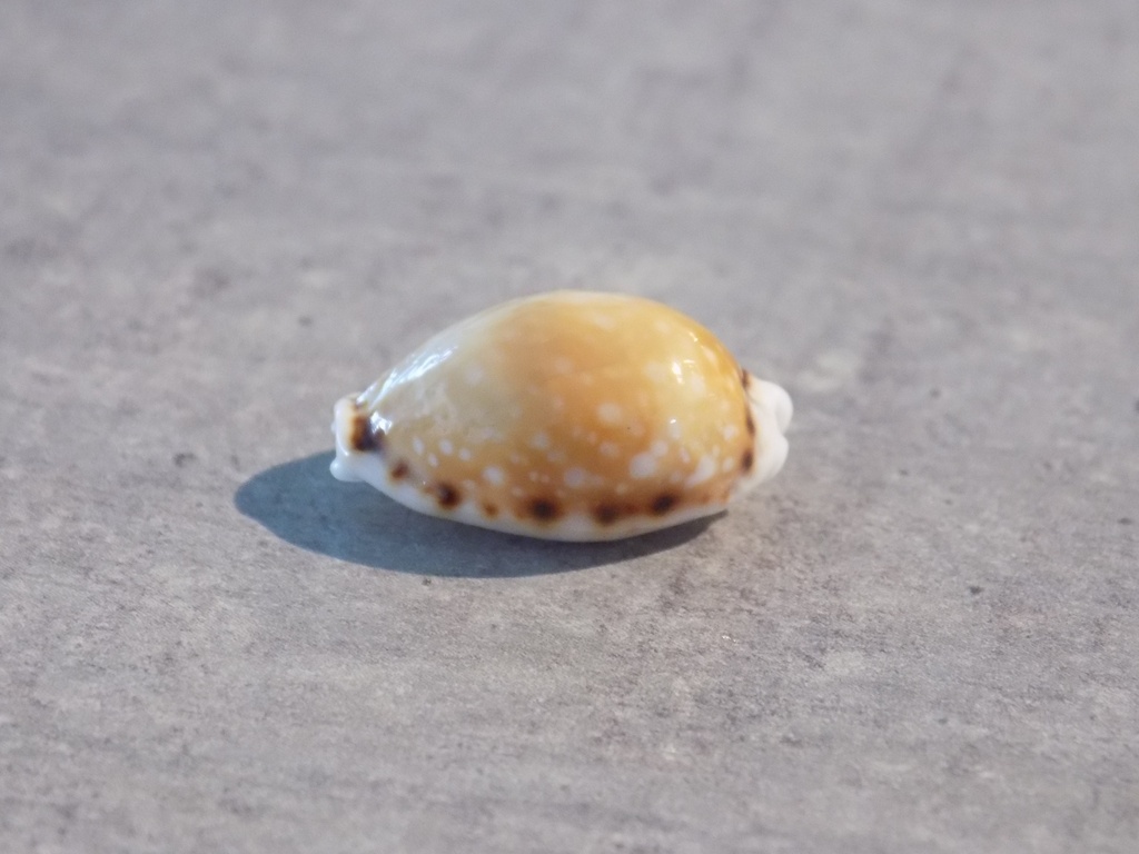 CYPRAEA NARIA LABROLINEATA