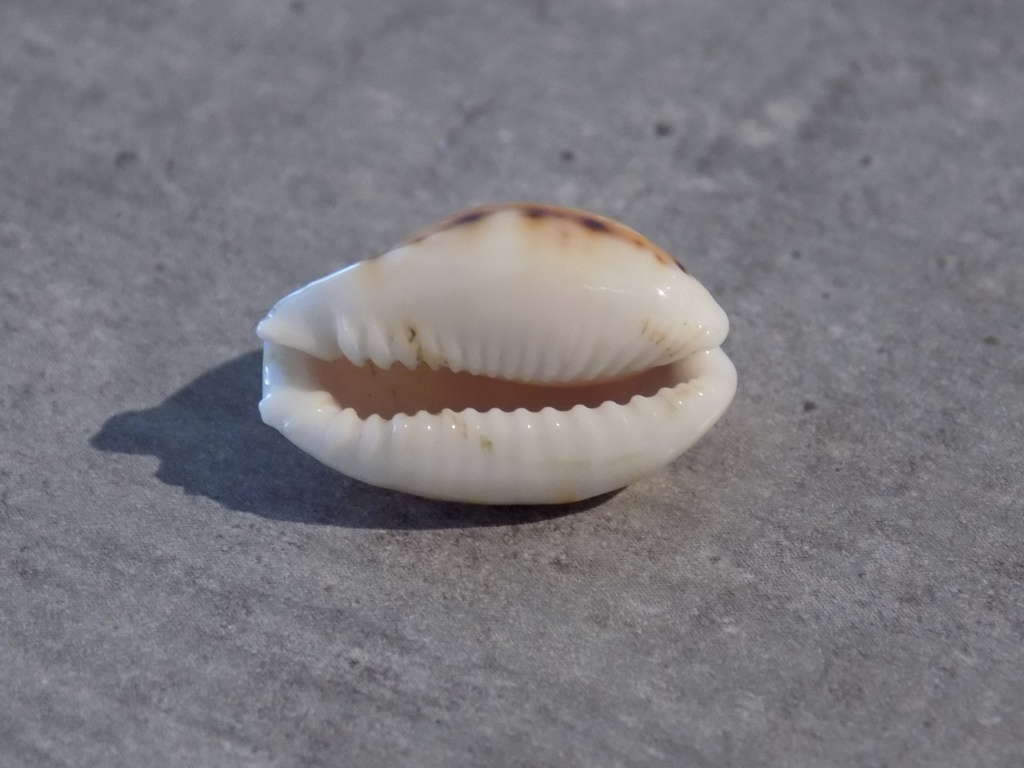 CYPRAEA NARIA LABROLINEATA