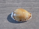 CYPRAEA NARIA LABROLINEATA