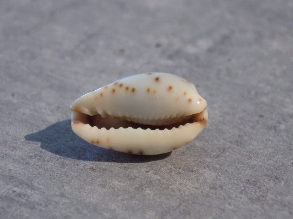 CYPRAEA PURPURADUSTA GRACILIS GRACILIS