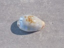 CYPRAEA PURPURADUSTA GRACILIS GRACILIS