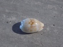 CYPRAEA PURPURADUSTA FIMBRIATA FIMBRIATA