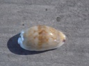 CYPRAEA PURPURADUSTA FIMBRIATA DURBANSIS