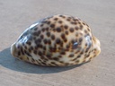 CYPRAEA PANTHERINA PANTHERINA XL