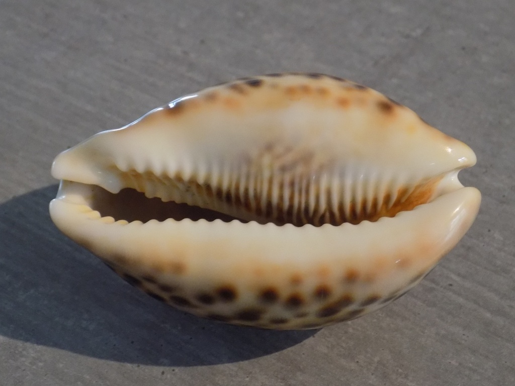 CYPRAEA PANTHERINA PANTHERINA XL