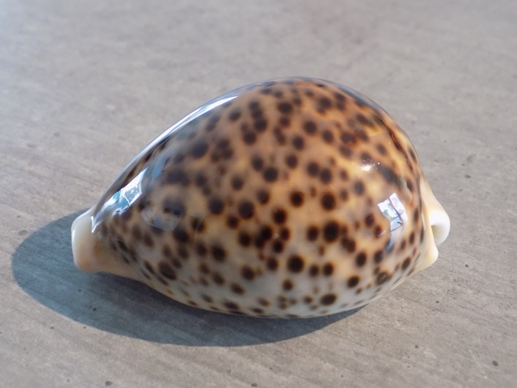 CYPRAEA PANTHERINA PANTHERINA 