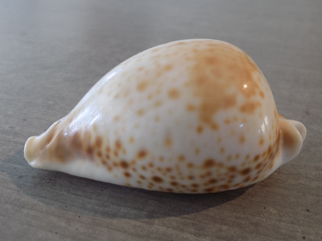 CYPRAEA UMBILIA HESITATA HESITATA