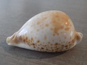 CYPRAEA UMBILIA HESITATA HESITATA