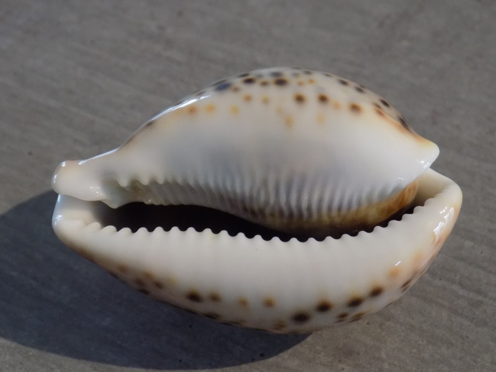 CYPRAEA PANTHERINA PANTHERINA 