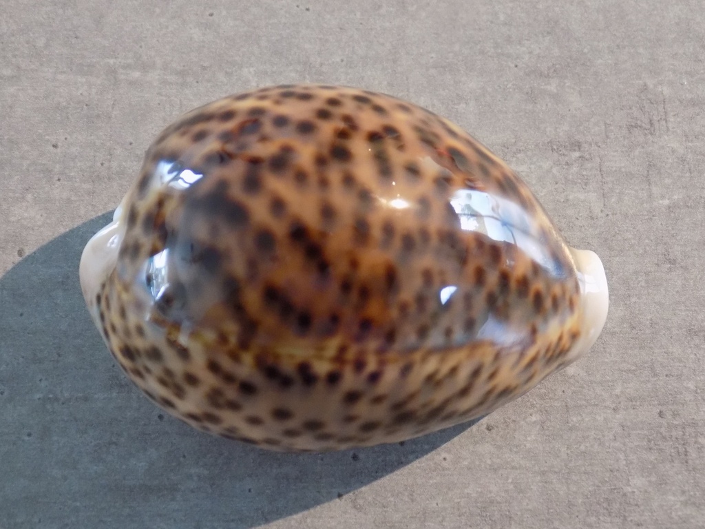 CYPRAEA PANTHERINA PANTHERINA 