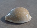 CYPRAEA LYNCINA CAMELOPARDALIS