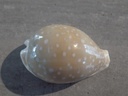 CYPRAEA LYNCINA CAMELOPARDALIS