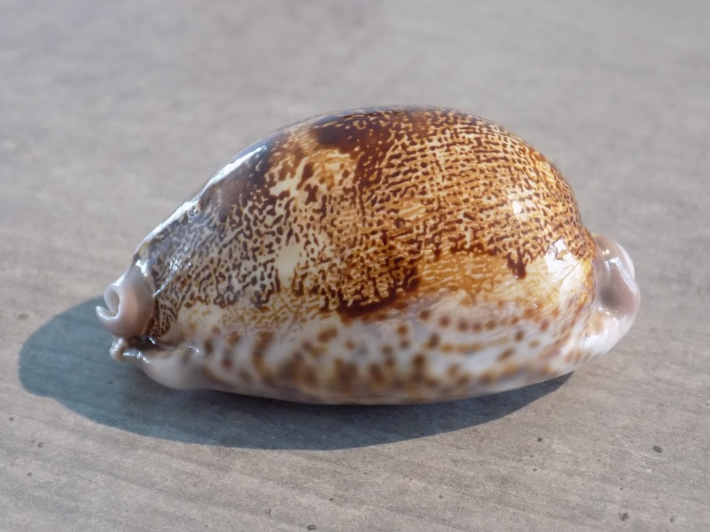 CYPRAEA LEPORICYPRAEA MAPPA ROSEA