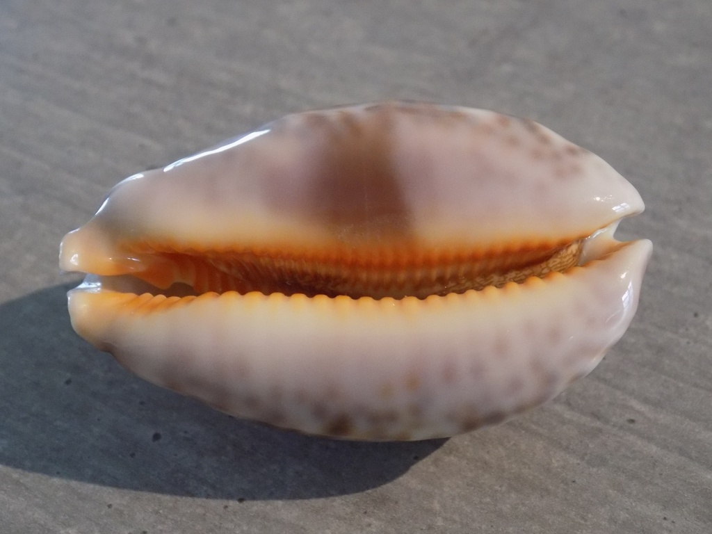 CYPRAEA LEPORICYPRAEA MAPPA ROSEA