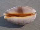 CYPRAEA LEPORICYPRAEA MAPPA ROSEA