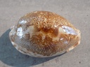 CYPRAEA LEPORICYPRAEA MAPPA GEOFRAPHICA