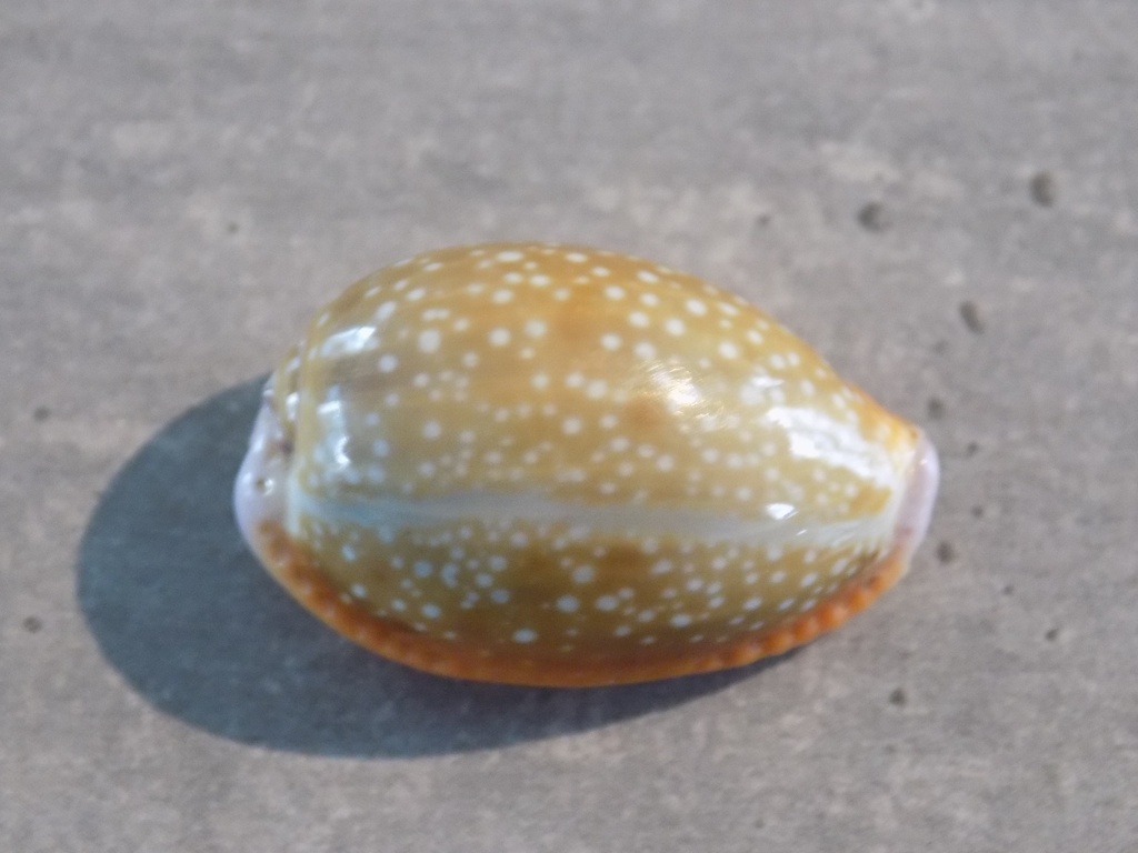 CYPRAEA NARIA HELVOLA MERIDIONALIS