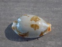 CYPRAEA BISTOLIDA STOLIDA CLAVICOLA