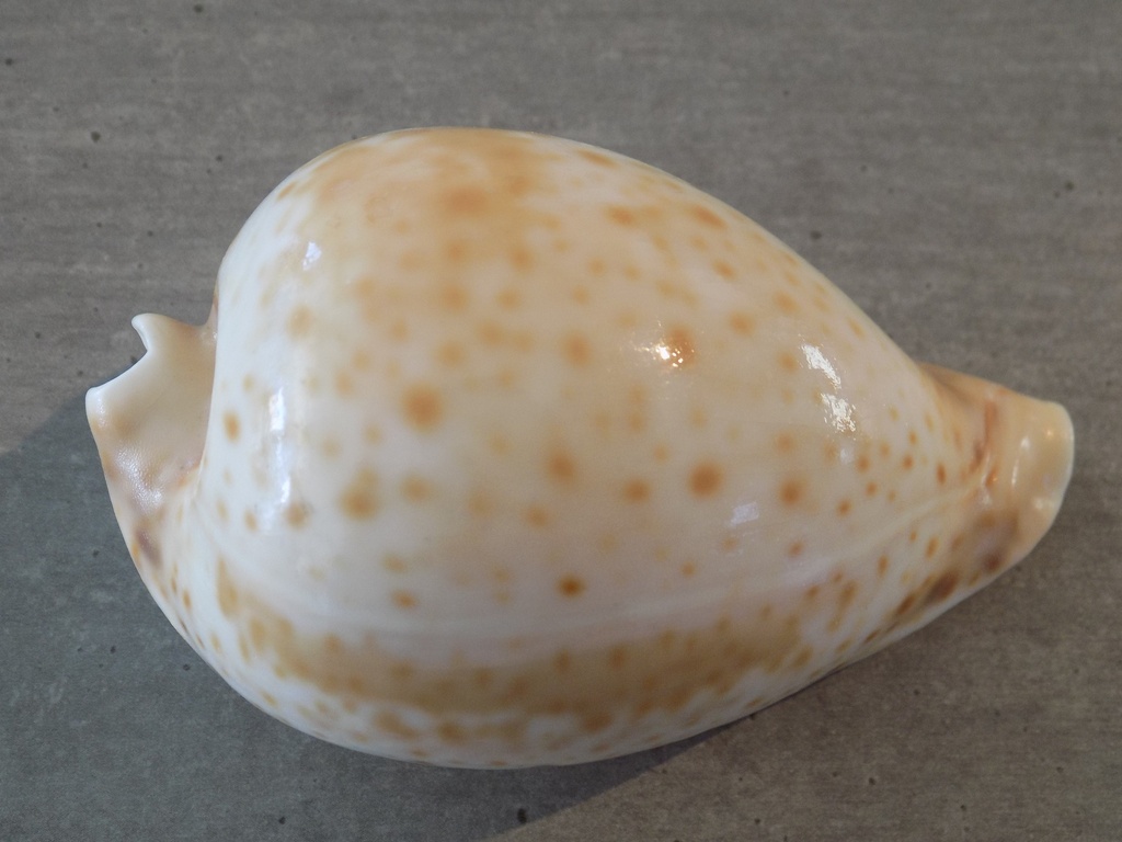 CYPRAEA UMBILIA HESITATA HESITATA