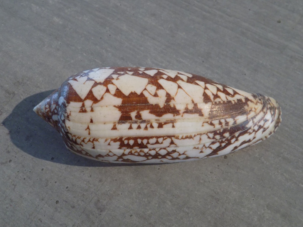 CONIDAE CONUS AULICUS