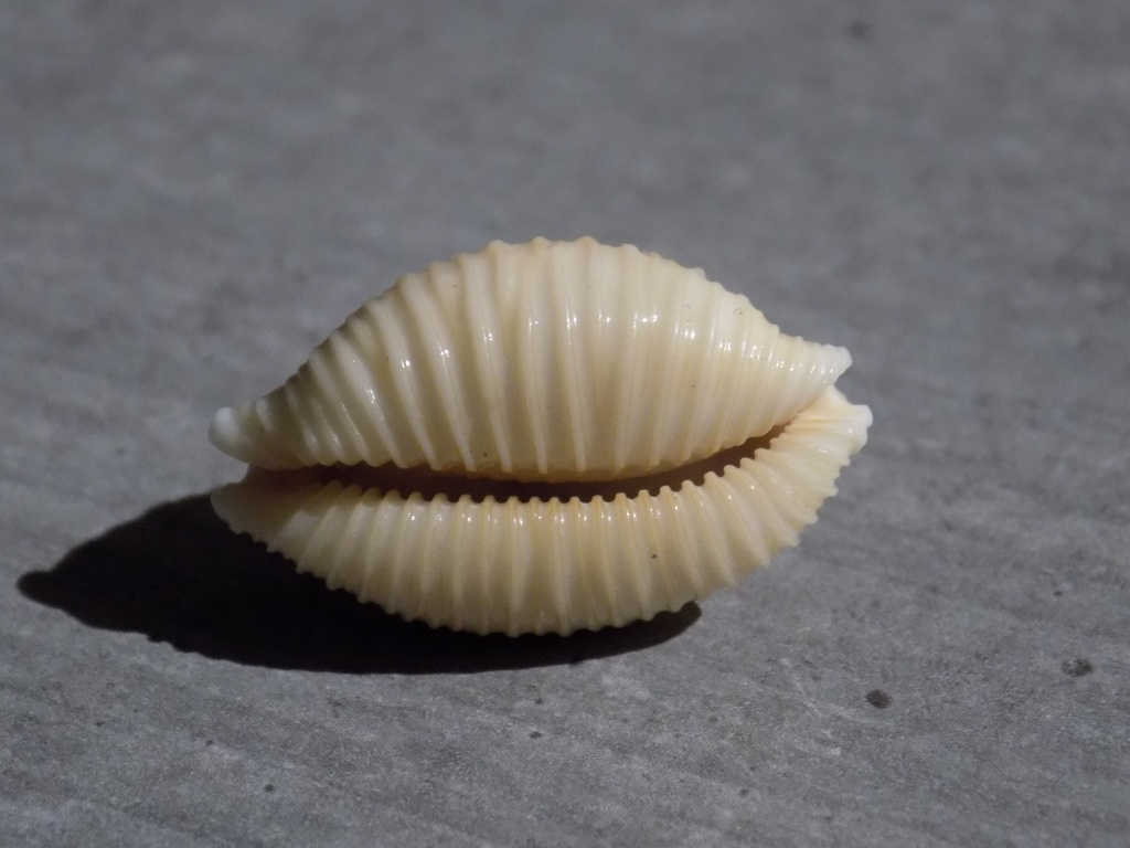 CYPRAEA STAPHYLAEA NUCLEUS XL