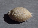 CYPRAEA STAPHYLAEA NUCLEUS XL