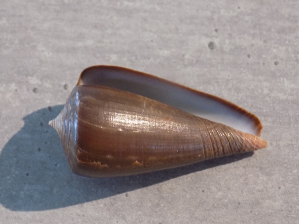 CONIDAE PHASMOCONUS RADIATUS