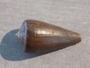 CONIDAE PHASMOCONUS RADIATUS