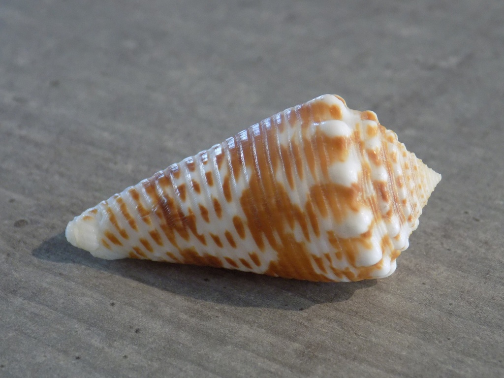 CONIDAE ASPRELLA SULCOCASTANEUS