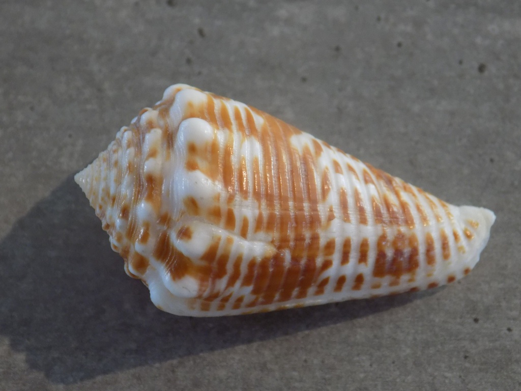 CONIDAE ASPRELLA SULCOCASTANEUS