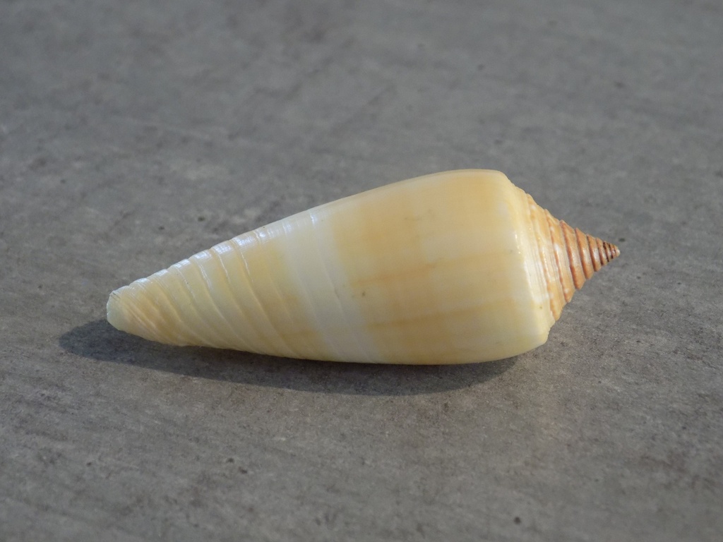 CONIDAE ASPRELLA OCHROLEUCEUS