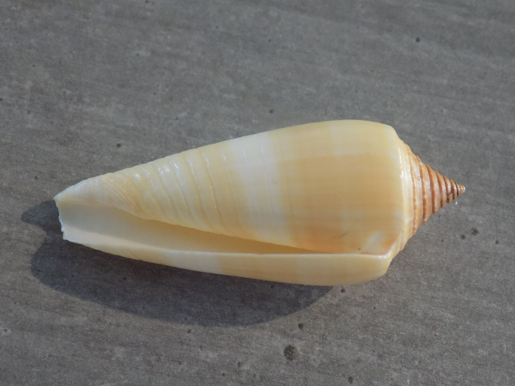 CONIDAE ASPRELLA OCHROLEUCEUS