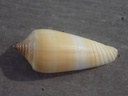 CONIDAE ASPRELLA OCHROLEUCEUS