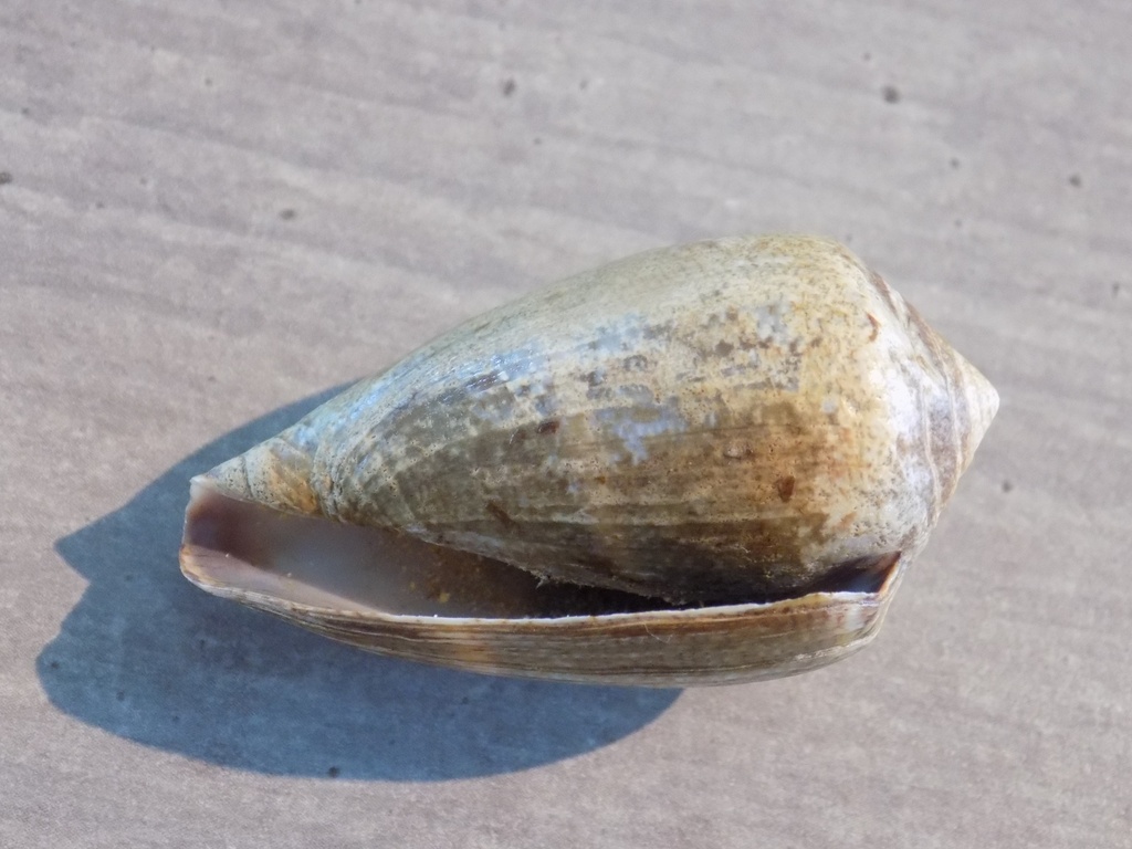 CONIDAE LAUTOCONUS VENTRICOSUS XL