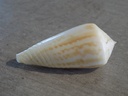 CONIDAE PHASMOCONUS INSCRIPTUS