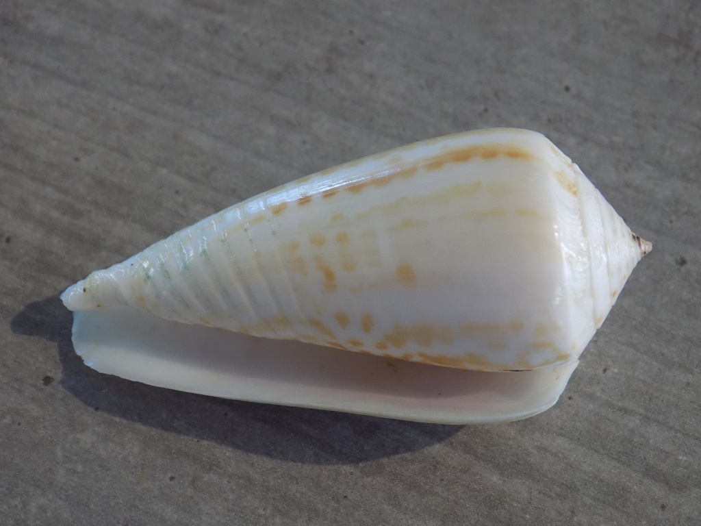 CONIDAE PHASMOCONUS INSCRIPTUS