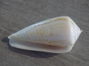 CONIDAE PHASMOCONUS INSCRIPTUS