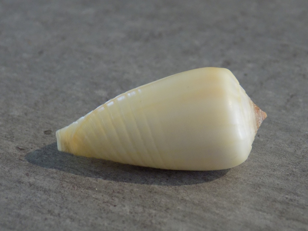 CONIDAE PHASMOCONUS PARIUS