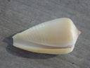 CONIDAE PHASMOCONUS PARIUS