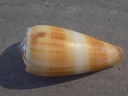 CONIDAE PIONOCONUS EPISTOMIUM