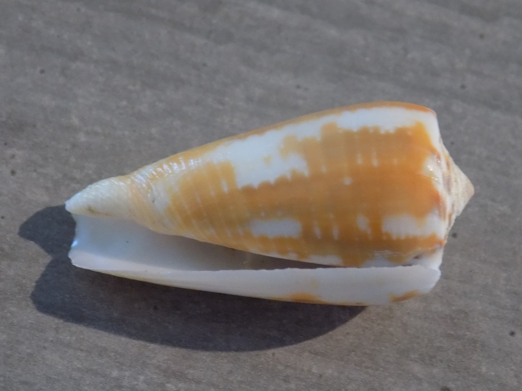 CONIDAE PIONOCONUS METCALFII