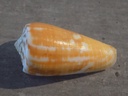 CONIDAE PIONOCONUS METCALFII