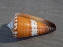 CONIDAE STRATEGOCONUS LITOGLYPHUS