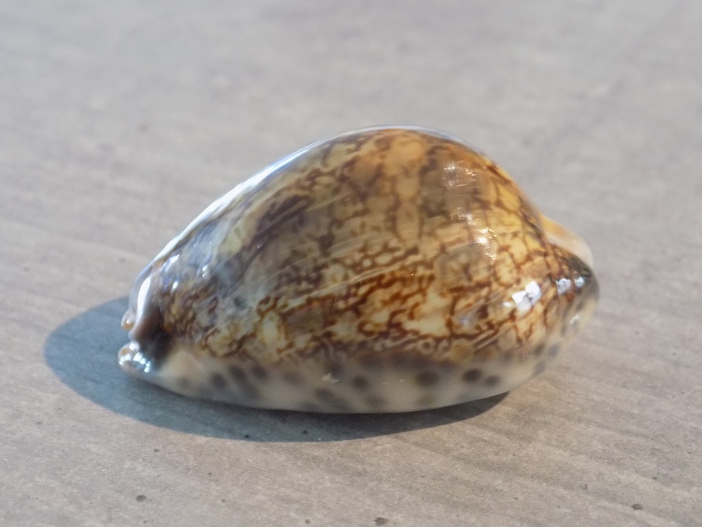 CYPRAEA MAURITIA GRAYANA Green