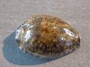 CYPRAEA MAURITIA GRAYANA Green