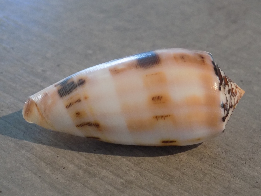 CONIDAE PIONOCONUS STRIATUS             
 f . Chusaki 