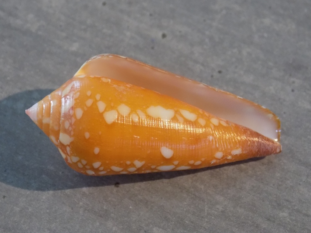 CONIDAE DARIOCONUS CROCATUS